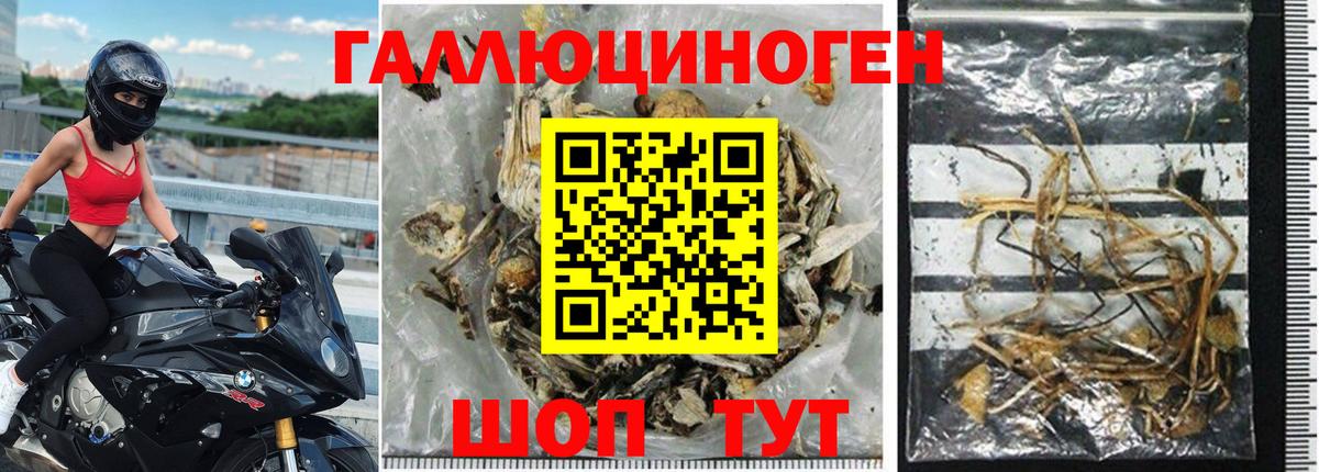 Псилоцибиновые грибы Psilocybe Благовещенск
